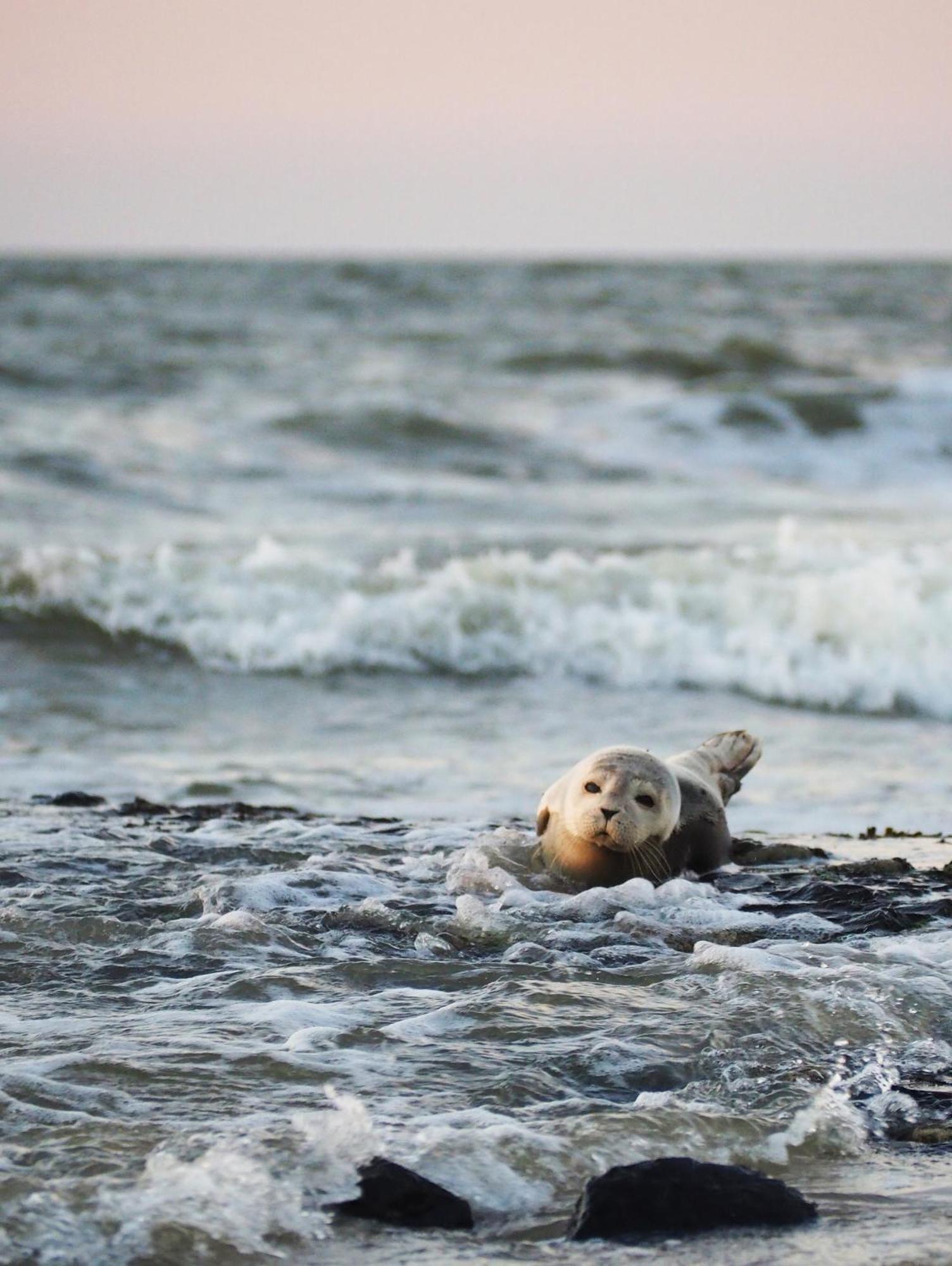 Mit Meeresblick * Wangerooge